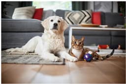 Philips Stofzuiger zonder Zak FC9741/09 - Alle Vloertypen - Sterke Zuigkracht - Met HEPA 13 Allergiefilter - Lang Snoer - Incl 4 Extra Mondstukken - Zwart — thumbnail 4